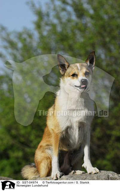 Norwegischer Lundehund / Norwegian Lundehund / SST-04974