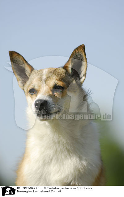 Norwegischer Lundehund Portrait / Norwegian Lundehund Portrait / SST-04975