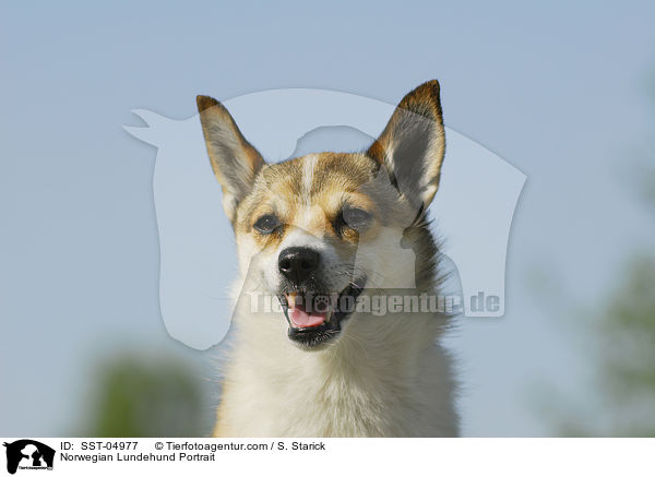 Norwegischer Lundehund Portrait / Norwegian Lundehund Portrait / SST-04977