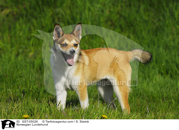 Norwegischer Lundehund / Norwegian Lundehund / SST-05026