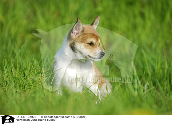 Norwegischer Lundehund Welpe / Norwegian Lundehund puppy / SST-05033