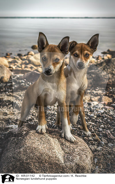 Norwegian lundehund puppies / KR-01142