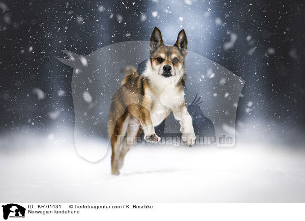 Norwegischer Lundehund / Norwegian lundehund / KR-01431