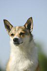 Norwegian Lundehund Portrait