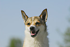 Norwegian Lundehund Portrait