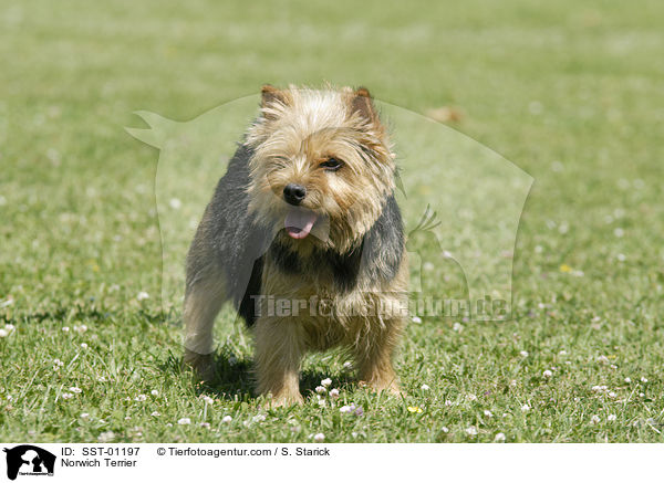 Norwich Terrier / Norwich Terrier / SST-01197