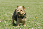 Norwich Terrier