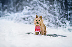 Norwich Terrier