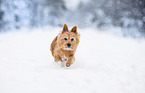 running Norwich Terrier