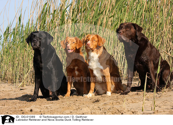 Labrador Retriever und Nova Scotia Duck Tolling Retriever / Labrador Retriever and Nova Scotia Duck Tolling Retriever / DG-01089