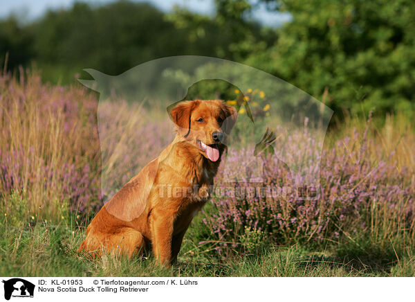 Nova Scotia Duck Tolling Retriever / KL-01953