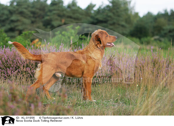 Nova Scotia Duck Tolling Retriever / KL-01956