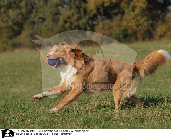 spielender Nova Scotia Duck Tolling Retriever / playing Nova Scotia Duck Tolling Retriever / AM-02199