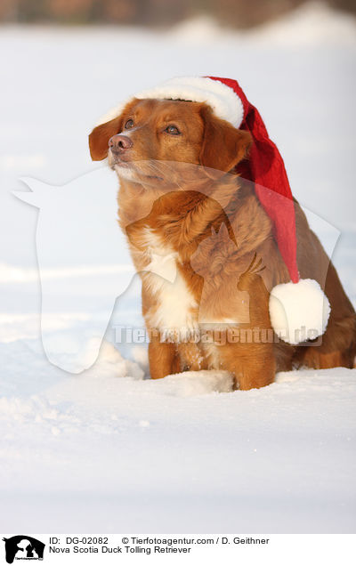 Nova Scotia Duck Tolling Retriever / Nova Scotia Duck Tolling Retriever / DG-02082