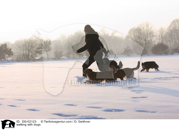 Gassi mit Hunden / walking with dogs / DG-02123