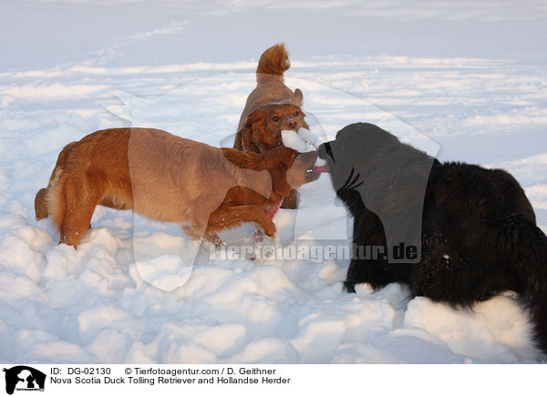 Nova Scotia Duck Tolling Retriever und Hollandse Herder / Nova Scotia Duck Tolling Retriever and Hollandse Herder / DG-02130
