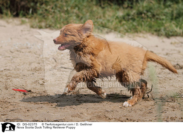 Toller Welpe / Nova Scotia Duck Tolling Retriever Puppy / DG-02375