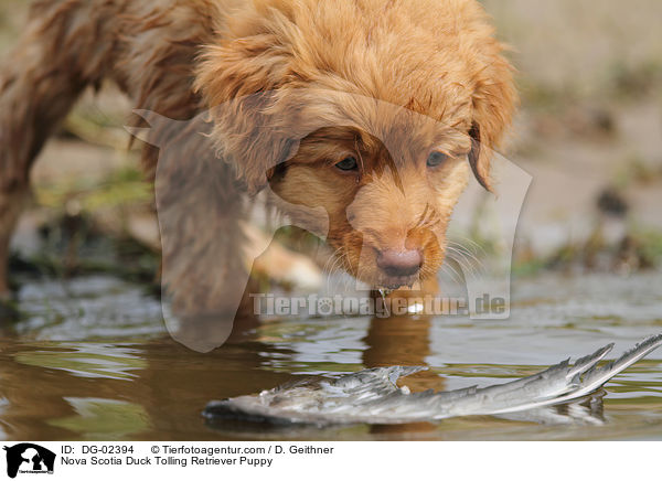 Toller Welpe / Nova Scotia Duck Tolling Retriever Puppy / DG-02394