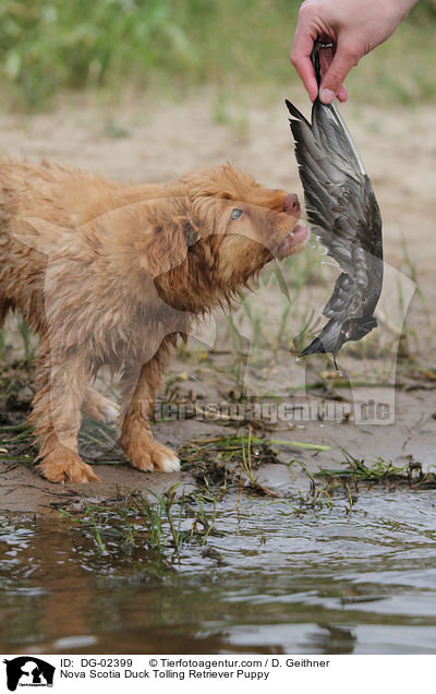 Toller Welpe / Nova Scotia Duck Tolling Retriever Puppy / DG-02399