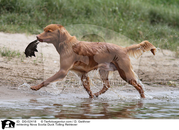 apportierender Nova Scotia Duck Tolling Retriever / retrieving Nova Scotia Duck Tolling Retriever / DG-02418