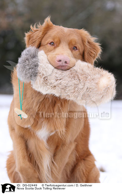 Nova Scotia Duck Tolling Retriever / Nova Scotia Duck Tolling Retriever / DG-02449