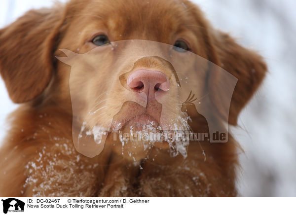 Nova Scotia Duck Tolling Retriever Portrait / Nova Scotia Duck Tolling Retriever Portrait / DG-02467