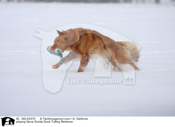 spielender Nova Scotia Duck Tolling Retriever / playing Nova Scotia Duck Tolling Retriever / DG-02470