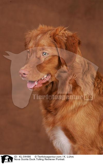 Nova Scotia Duck Tolling Retriever Portrait / Nova Scotia Duck Tolling Retriever Portrait / KL-04486