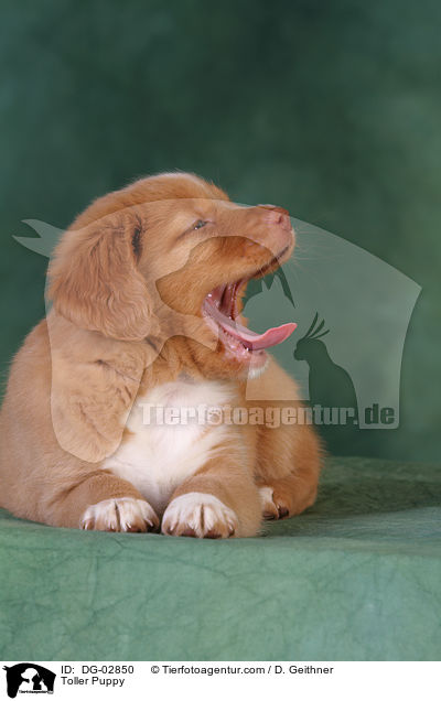 Toller Welpe / Toller Puppy / DG-02850