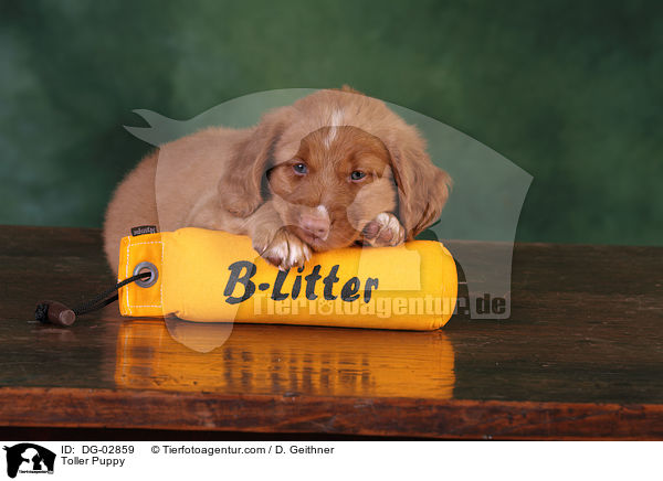 Toller Welpe / Toller Puppy / DG-02859