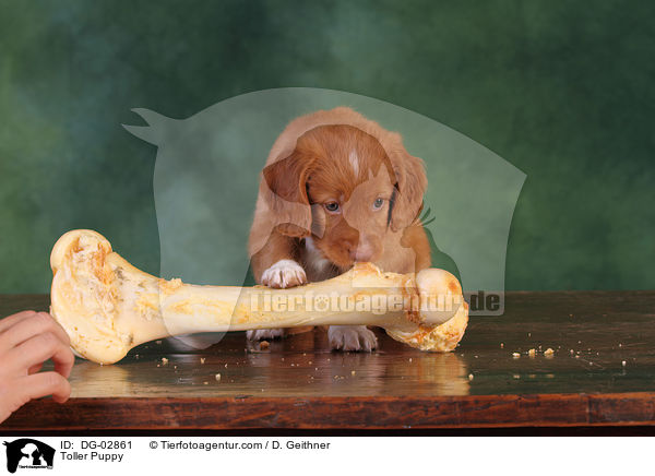 Toller Welpe / Toller Puppy / DG-02861