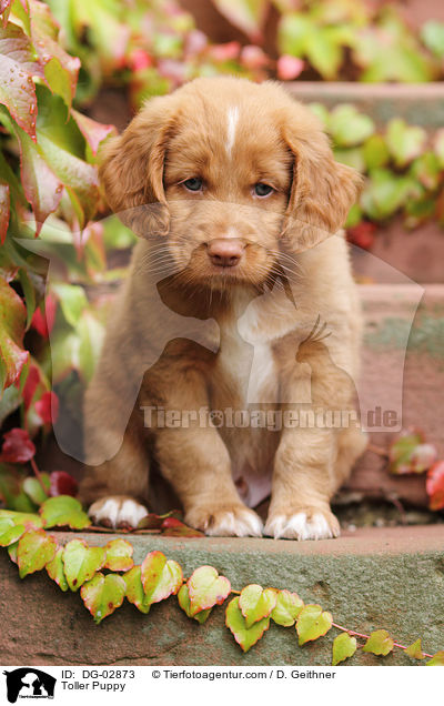 Toller Welpe / Toller Puppy / DG-02873