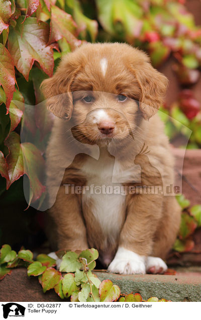 Toller Welpe / Toller Puppy / DG-02877