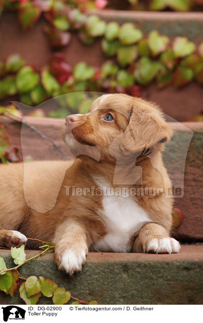 Toller Welpe / Toller Puppy / DG-02900