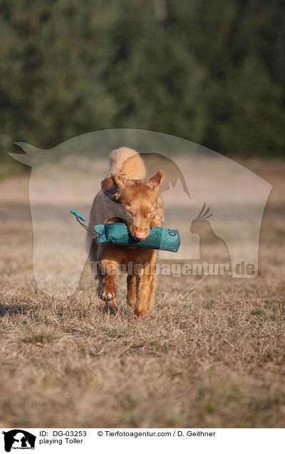 spielender Nova Scotia Duck Tolling Retriever / playing Toller / DG-03253