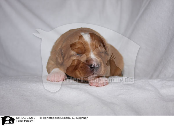 Nova Scotia Duck Tolling Retriever Welpe / Toller Puppy / DG-03289