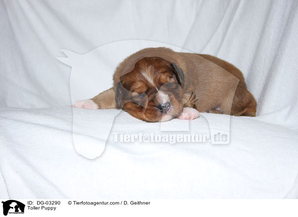 Nova Scotia Duck Tolling Retriever Welpe / Toller Puppy / DG-03290