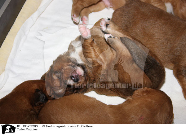 Nova Scotia Duck Tolling Retriever Welpen / Toller Puppies / DG-03293