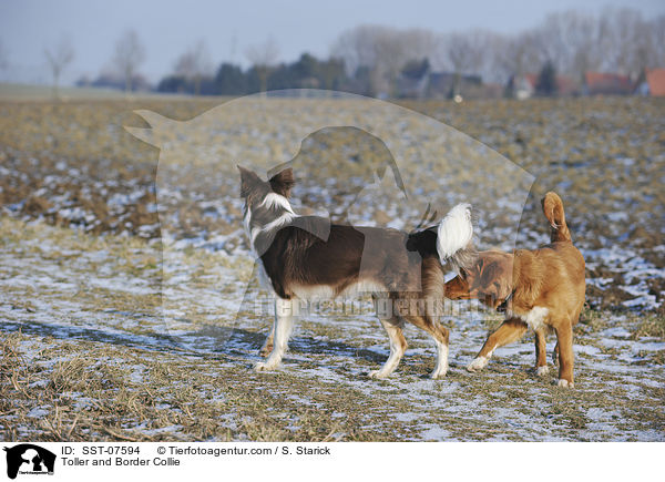 Toller und Border Collie / Toller and Border Collie / SST-07594