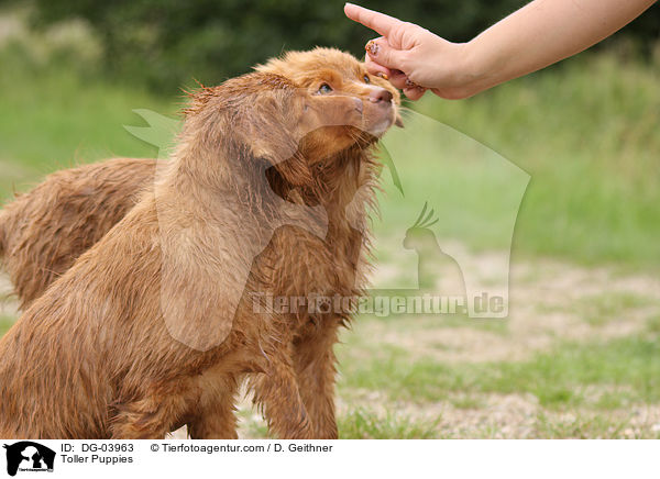 Nova Scotia Duck Tolling Retriever Welpen / Toller Puppies / DG-03963