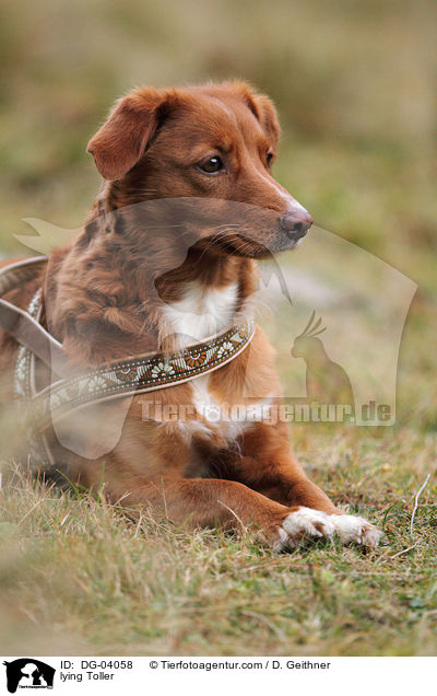 liegender Nova Scotia Duck Tolling Retriever / lying Toller / DG-04058