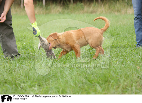 Nova Scotia Duck Tolling Retriever Welpe / Toller Puppy / DG-04078