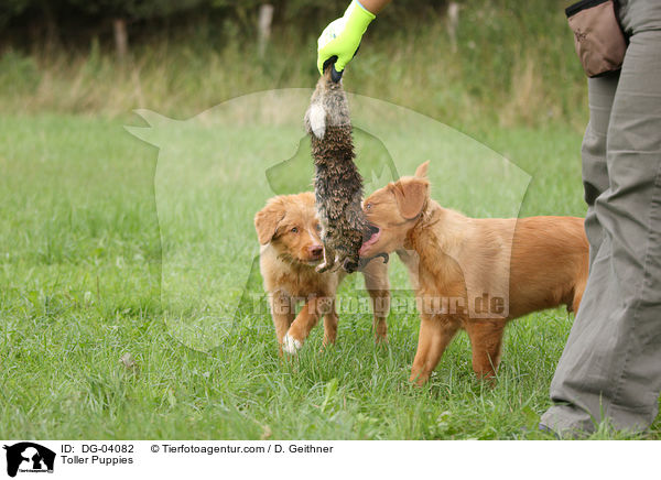 Nova Scotia Duck Tolling Retriever Welpen / Toller Puppies / DG-04082