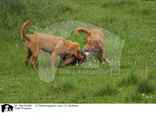 Nova Scotia Duck Tolling Retriever Welpen / Toller Puppies / DG-04086