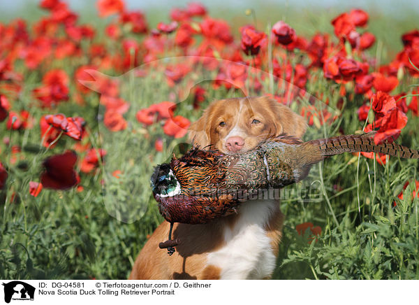 Nova Scotia Duck Tolling Retriever Portrait / Nova Scotia Duck Tolling Retriever Portrait / DG-04581