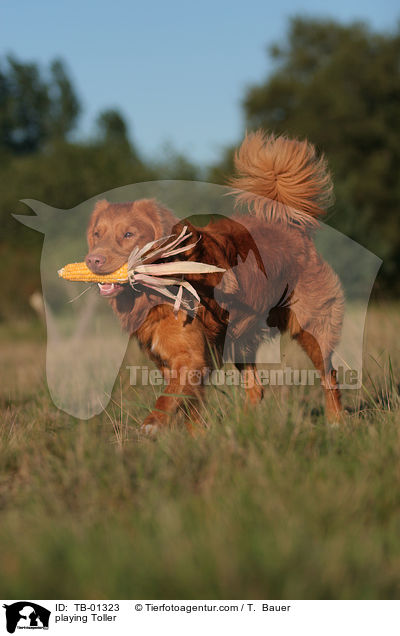 spielender Nova Scotia Duck Tolling Retriever / playing Toller / TB-01323