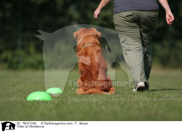 Nova Scotia Duck Tolling Retriever beim Obedience / Toller at Obedience / TB-01336