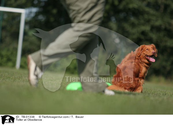 Nova Scotia Duck Tolling Retriever beim Obedience / Toller at Obedience / TB-01338