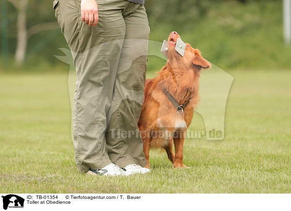 Nova Scotia Duck Tolling Retriever beim Obedience / Toller at Obedience / TB-01354