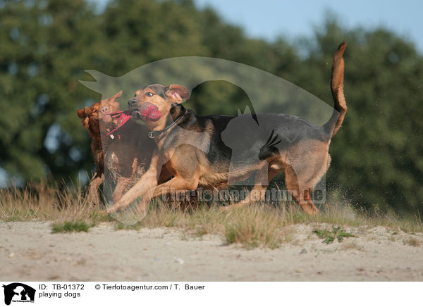 spielende Hunde / playing dogs / TB-01372